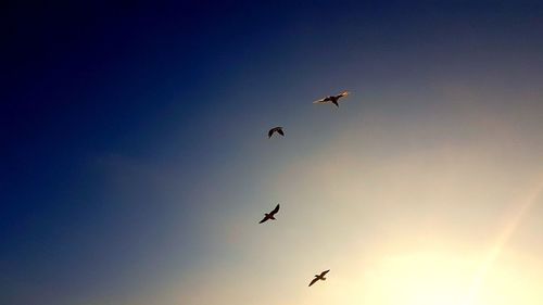 Low angle view of birds flying in sky