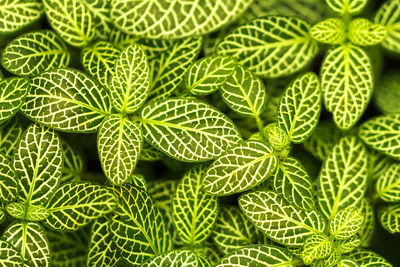 Full frame shot of green leaves