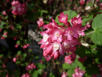 Close-up of pink flower blooming outdoors