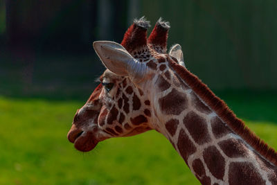 Close up giraffe