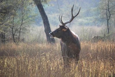 Deer in a field