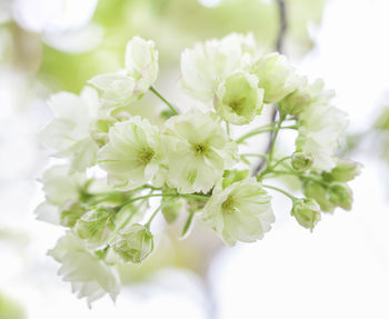 Close-up of white flowering plant