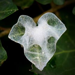 Close-up of water drops on leaf