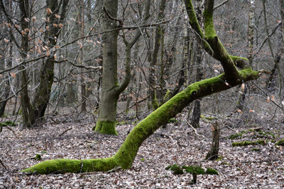 Trees in forest during winter