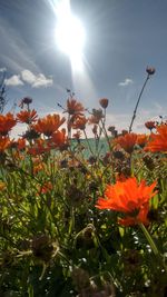 Close-up of poppy flowers blooming against sky