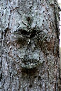 Close-up of tree trunk