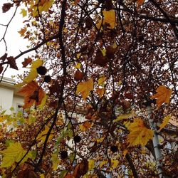 Low angle view of leaves on tree trunk