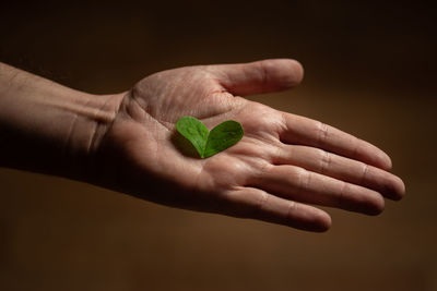 Close-up of hand holding leaves