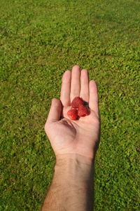 Close-up of hand holding strawberries on field