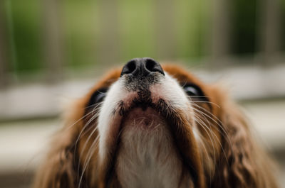 Close-up portrait of a dog