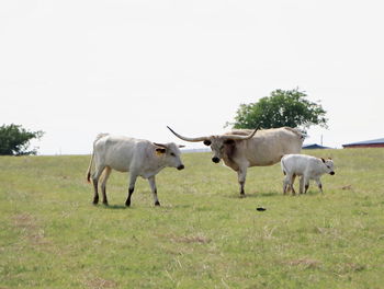 Cows in pasture