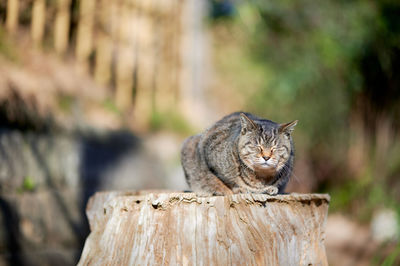 Close-up of tabby cat on log