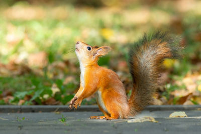 Squirrel on a land