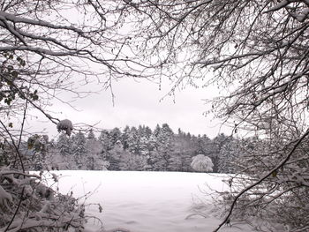 Bare trees by river against clear sky