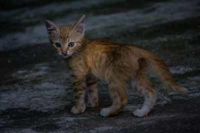 Portrait of ginger cat on land