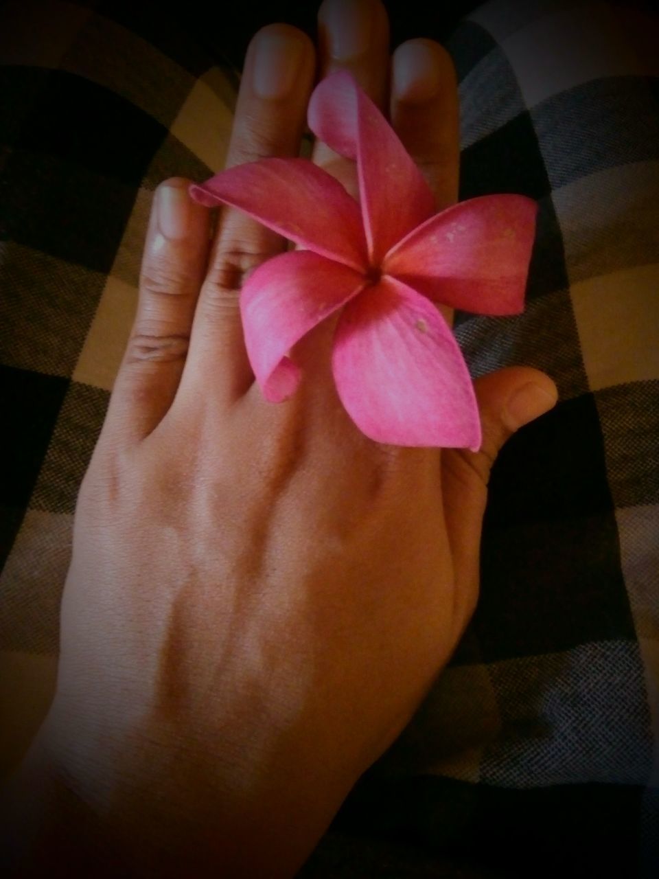 CLOSE-UP OF WOMAN HAND HOLDING PINK FLOWER