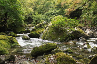 Scenic view of stream flowing through rocks in forest