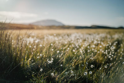 Crops growing on field against sky