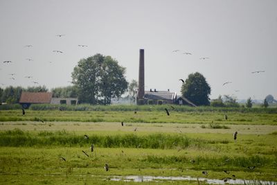 Flock of sheep grazing on field against clear sky