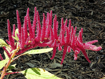 Close-up of pink flower