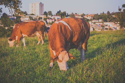 Horse grazing on grassy field