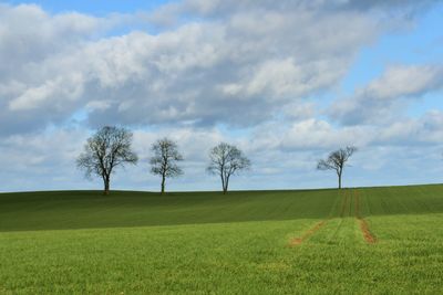 Scenic view of field and trees against sky