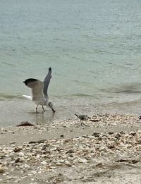 View of birds on beach
