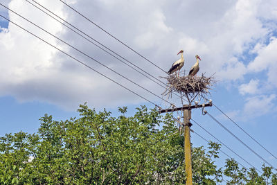 Low angle view of birds on cable against sky