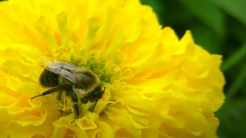 Close-up of bee pollinating on yellow flower