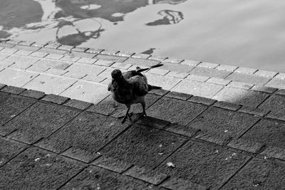 High angle view of bird on footpath