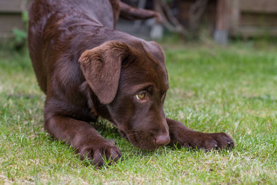 Close-up of puppy on grass