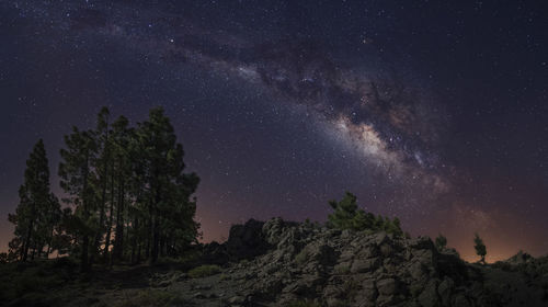 Low angle view of trees against sky at night