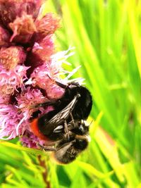 Close-up of bee on purple flower