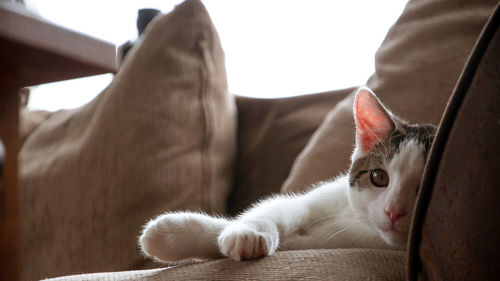 Close-up portrait of cat relaxing