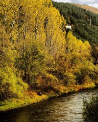 Scenic view of lake amidst trees in forest during autumn