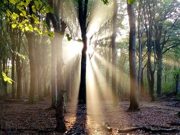 Trees in forest against sky