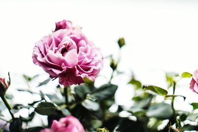 Close-up of pink flowers