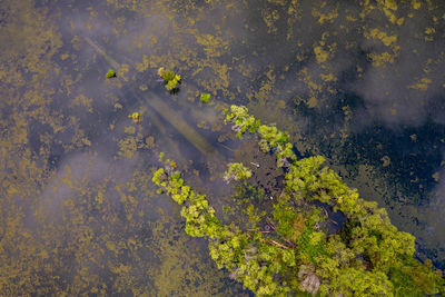 High angle view of leaves floating on water