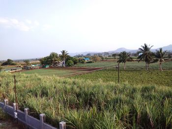 Scenic view of field against clear sky