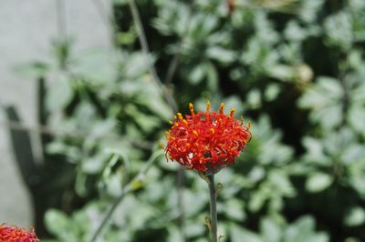 Close-up of red poppy blooming outdoors