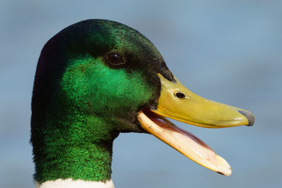 Close-up of a bird