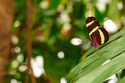 Close-up of butterfly on plant