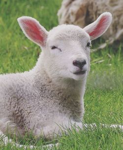 Close-up of a spring lamb on a green field.