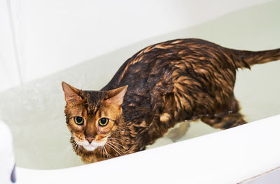 Funny wet cat washing at bath. cute bengal cat taking shower.
