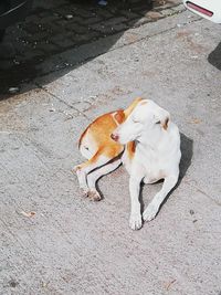 High angle portrait of dog