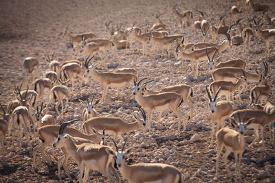 Large group of deers