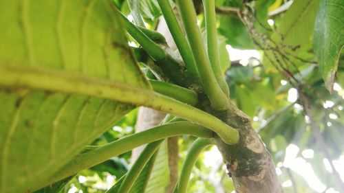 Close-up of leaves on tree