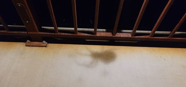 High angle view of an animal on table