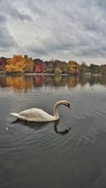 Bird flying over calm lake