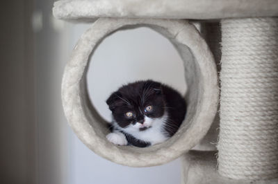 Close-up portrait of cat